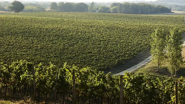 A vineyard