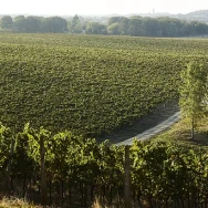 A vineyard